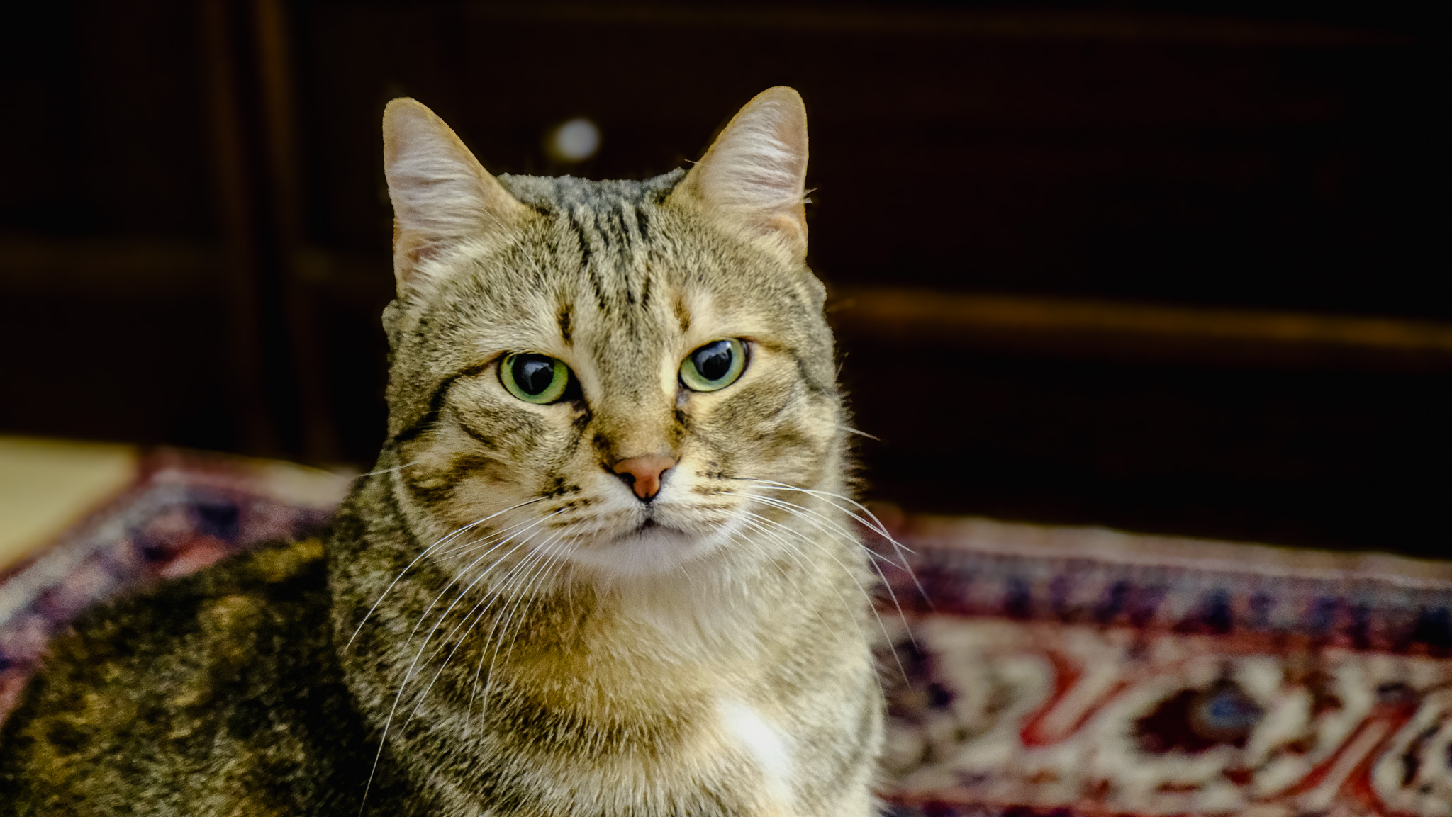 SEVGİLİ KEDİMİZ YUMAK VE ÇEVREMİZDEKİ DİĞER HAYVANLAR